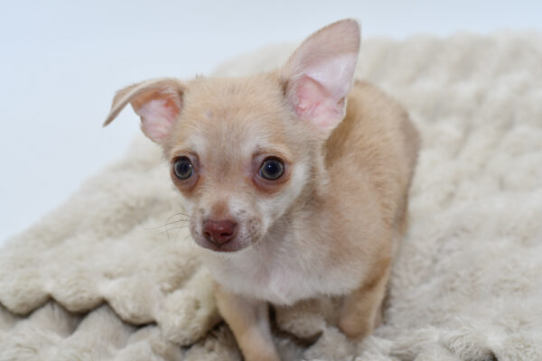 [#251237-02]  - Chocolate / White M Chihuahua Puppies for Sale