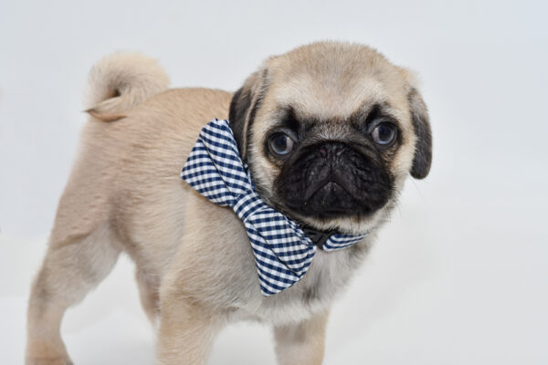 [#251396-01]  - Fawn M Pug Puppies for Sale