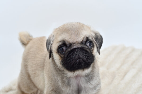 [#251396-01]  - Fawn M Pug Puppies for Sale