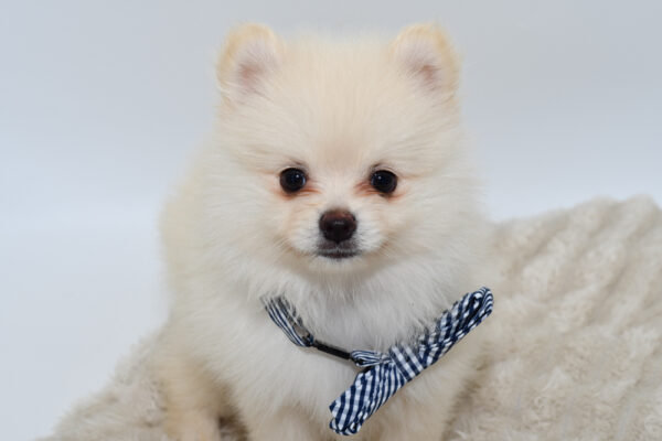 [#251437-02]  - Cream M Pomeranian Puppies for Sale