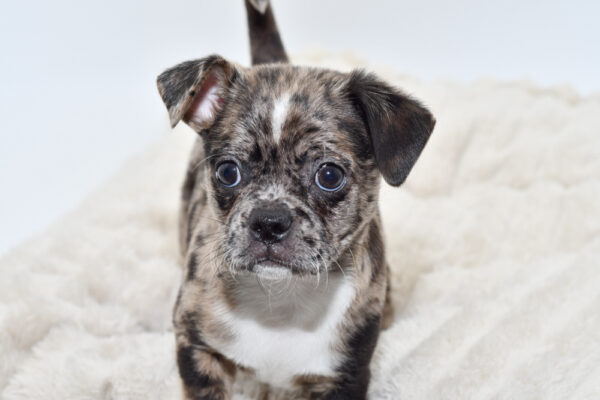 [#251024-02]  - Chocolate Merle M Chug Puppies for Sale