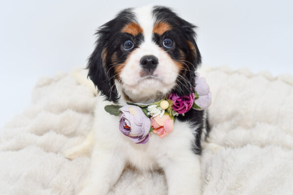 [#251025-04]  - Tri-Colored F Cavalier King Charles Spaniel Puppies for Sale