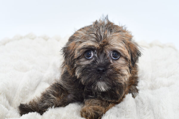 [#251036-01]  - Brown / White M Shorkie Puppies for Sale