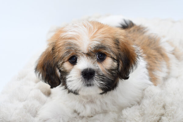 [#251070-03]  - Brown / White F Lhasa Apso Puppies for Sale