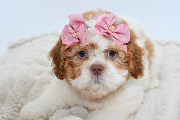 [#251117-05]  - Red / White F Shih Tzu Puppies for Sale