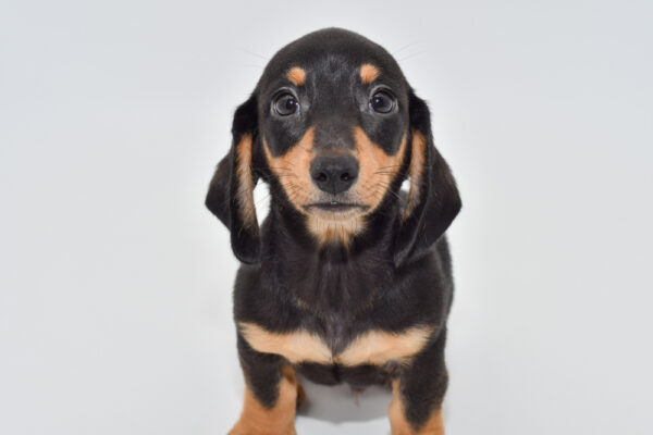 [#251119-03]  - Black / Tan M Dachshund Puppies for Sale
