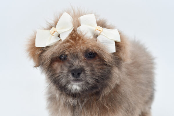[#251252-01]  - Gray F Shiranian Puppies for Sale