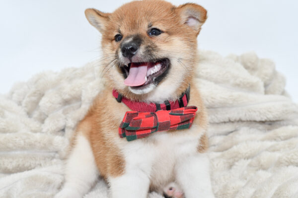 [#251328-01]  - Red / White M Shiba Inu Puppies for Sale