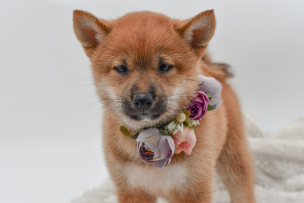 [#251328-03]  - Red F Shiba Inu Puppies for Sale