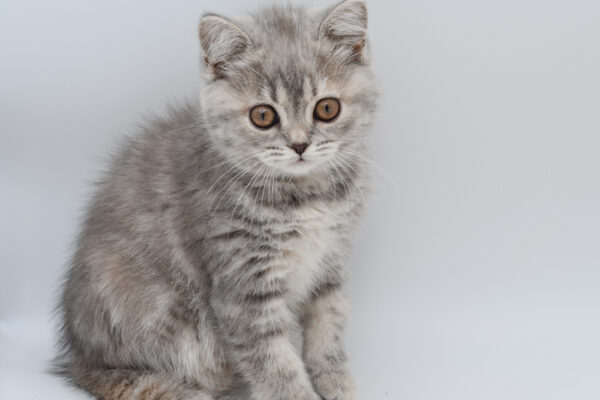 [#251345-03]  - Gray Tabby F Exotic Short Hair Kittens for Sale
