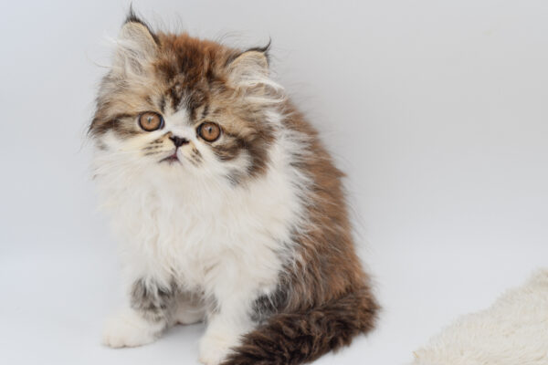 [#251346-03]  - Black / White M Exotic Short Hair Kittens for Sale