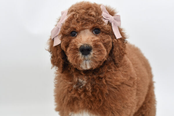 [#251604-06]  - Red F Poodle Standard Puppies for Sale
