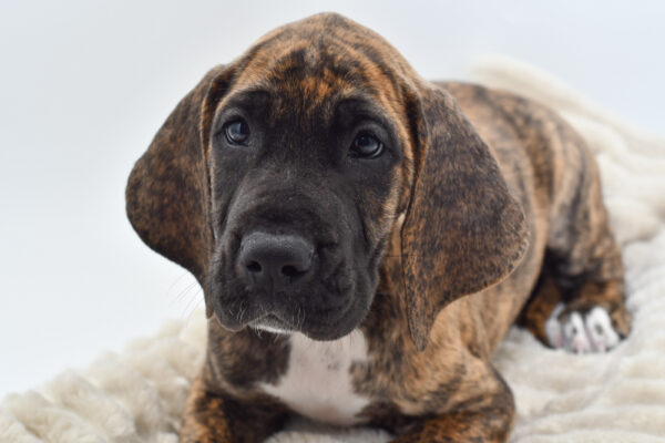 [#251727-01]  - Brindle M Great Dane Puppies for Sale