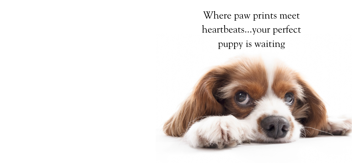 Find Puppies & Kittens For Sale banner