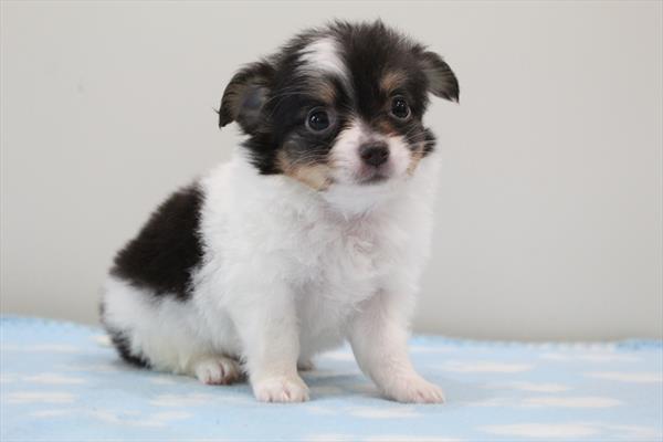 [#251143-01]  - White / Black M Chihuahua Puppies for Sale