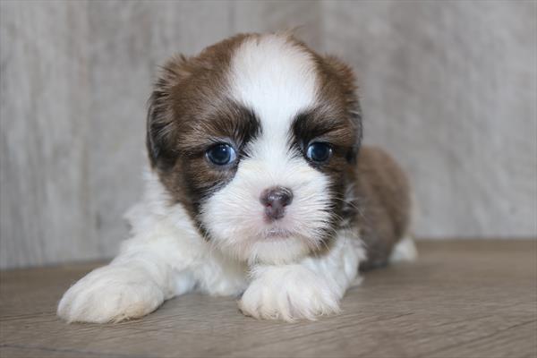 [#251367-01]  - Silver / White M Shih Tzu Puppies for Sale