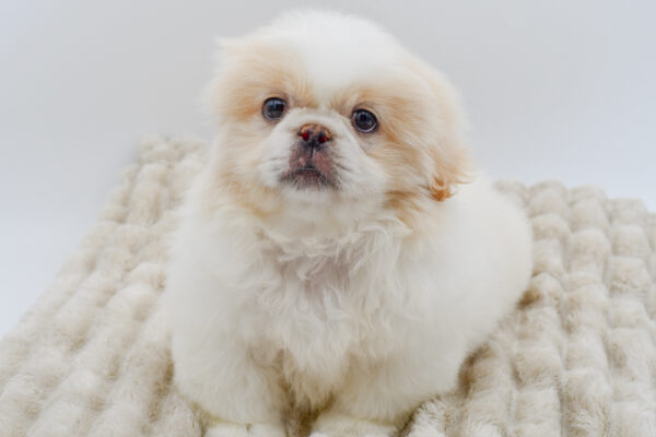 [#251223-02]  - Cream / White M Pekingese Puppies for Sale