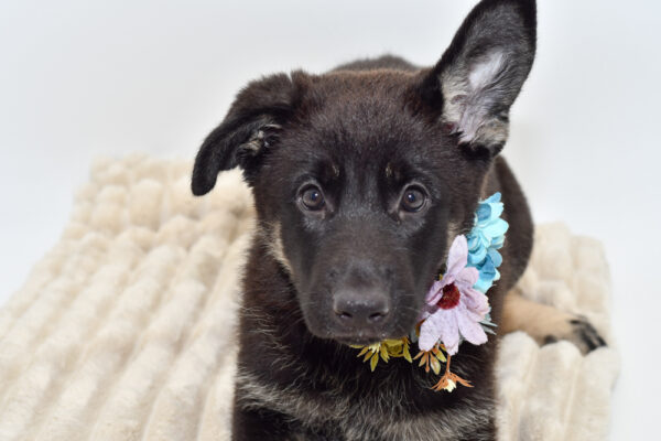 [#251288-01]  - Black / Silver F German Shepherd Dog Puppies for Sale