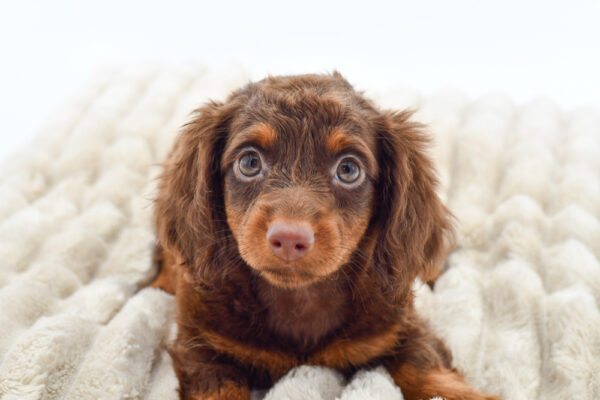 [#251359-02]  - Chocolate / Tan F Dachshund Puppies for Sale