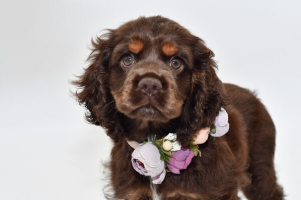 [#251366-04]  - Chocolate / Tan F Cocker Spaniel Puppies for Sale