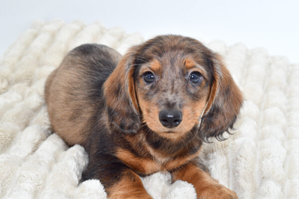 [#251282-01]  - Silver Dapple M Dachshund Puppies for Sale