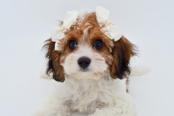 [#25557-03]  - Sable / White F Cavachon Puppies for Sale