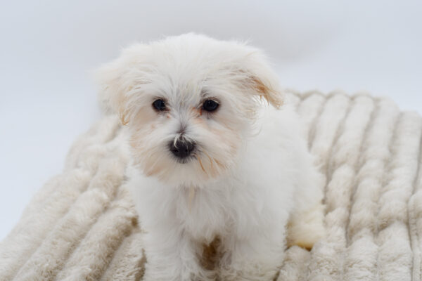 [#251213-02]  - White F Maltese Puppies for Sale