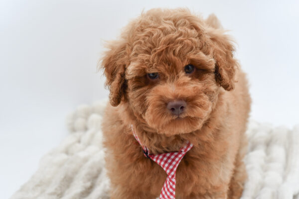 [#251254-02]  - Red M Poodle Mini Puppies for Sale