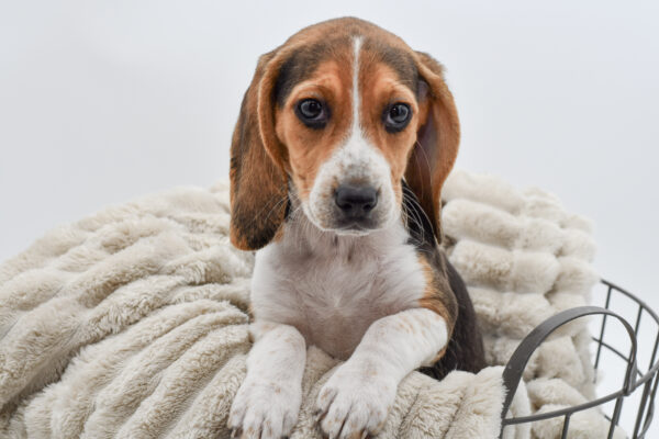 [#251123-02]  - Tri-Colored F Beagle Puppies for Sale
