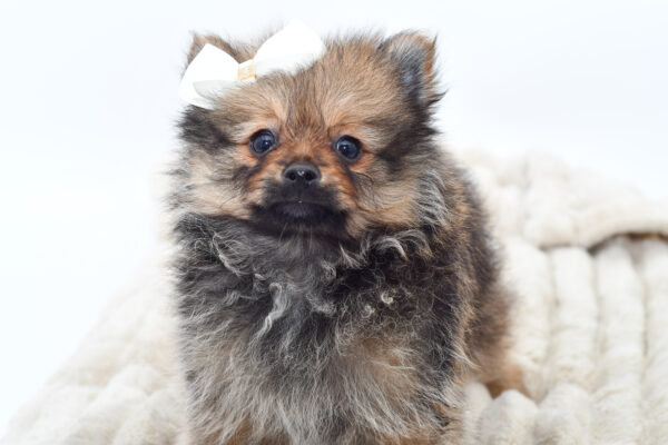 [#251127-02]  - Sable F Pomeranian Puppies for Sale