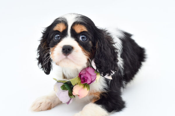 [#251181-03]  - Tri-Colored F Cavalier King Charles Spaniel Puppies for Sale