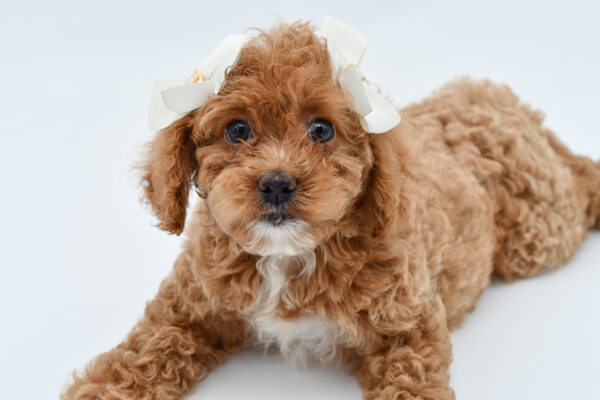 [#251227-06]  - Red F Cockadoodle Puppies for Sale