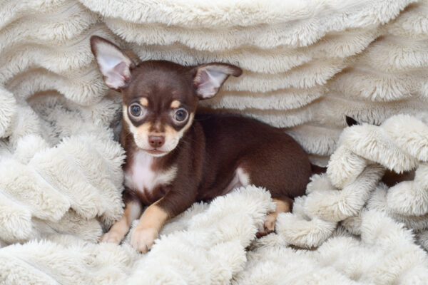 [#251239-03]  - Chocolate / Tan M Chihuahua Puppies for Sale