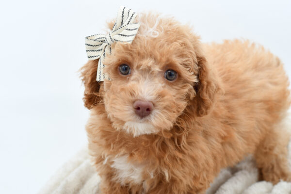 [#25564-04]  - Red F Bichapoo Puppies for Sale