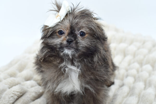 [#25633-05]  - Sable / White F Shiranian Puppies for Sale