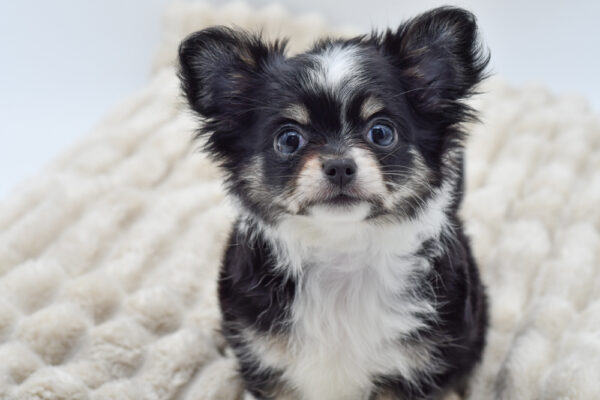 [#251333-02]  - Black / White F Chihuahua Puppies for Sale