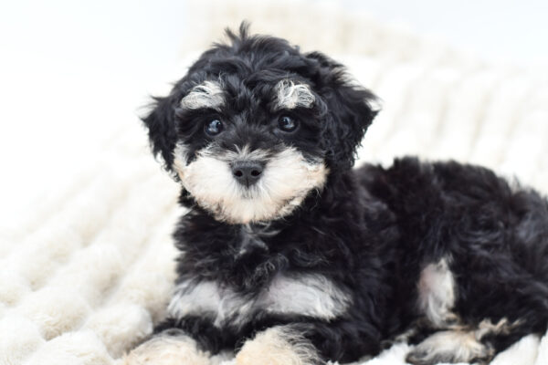 [#251429-01]  - Phantom M Poodle Mini Puppies for Sale