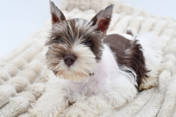 [#251595-02]  - Chocolate / White M Miniature Schnauzer Puppies for Sale