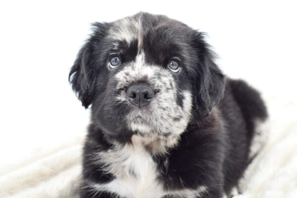 [#251130-02]  - Blue Merle M Hippo Mini Puppies for Sale