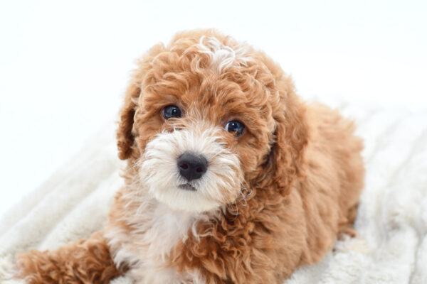 [#251160-03]  - Red M Poodle Mini Puppies for Sale