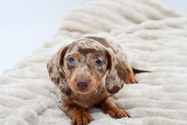 [#251500-02]  - Isabella M Dachshund Puppies for Sale