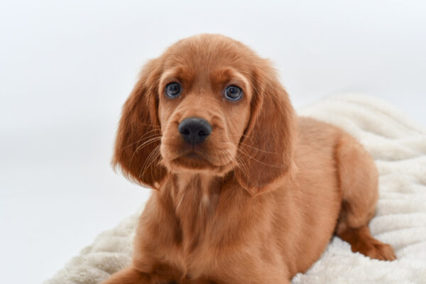 [#251523-01]  - Red M Irish Setter Puppies for Sale