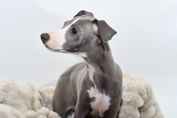 [#251586-02]  - Blue / White M Italian Greyhound Puppies for Sale