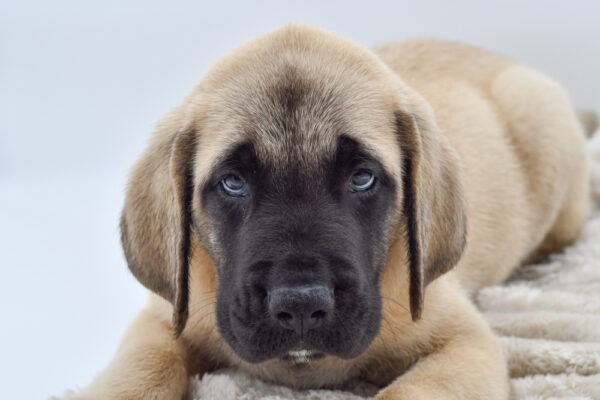 [#251673-03]  - Fawn M English Mastiff Puppies for Sale