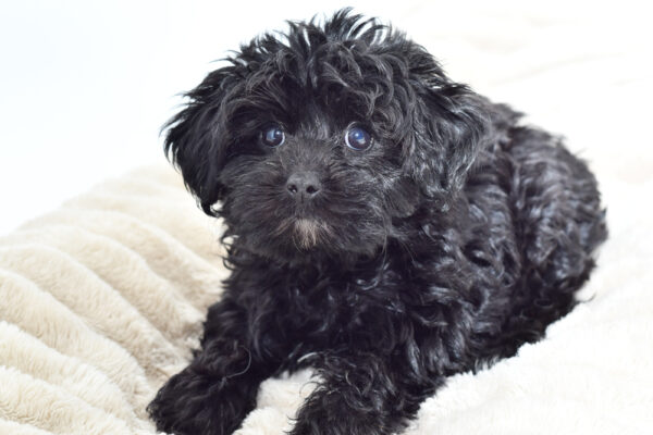 [#251722-01]  - Black M Hybrid Puppies for Sale
