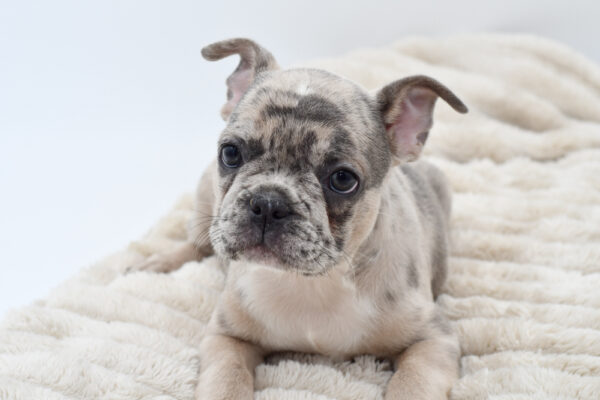 [#251121-03]  - Lilac Merle M French Bulldog Puppies for Sale