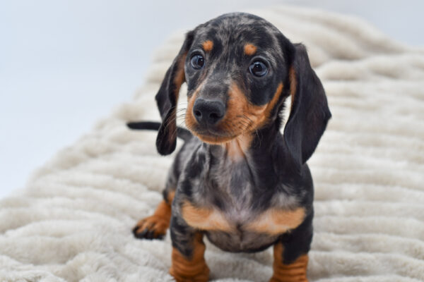 [#251291-04]  - Silver Dapple M Dachshund Puppies for Sale