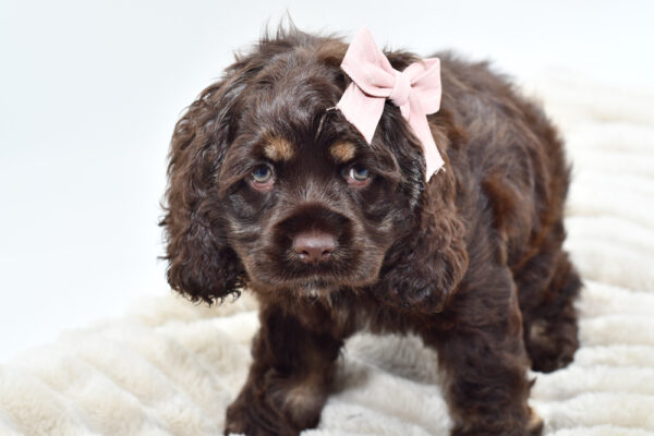 [#251310-03]  - Chocolate F Cocker Spaniel Puppies for Sale