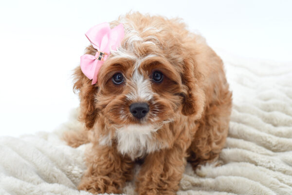 [#251483-05]  - Red F Cavapoo Puppies for Sale
