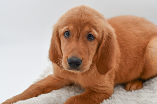 [#2546-03]  - Golden M Golden Retriever Puppies for Sale